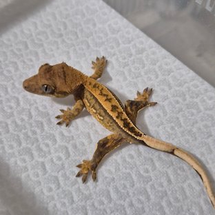 100%헷아잔틱 풀핀