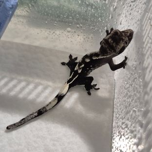 아잔틱