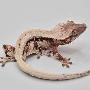 릴리 세이블 100%헷아잔틱