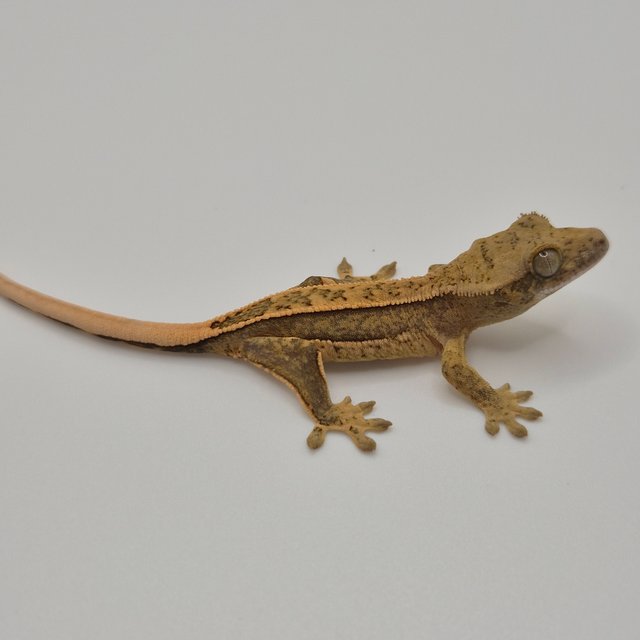 100%헷아잔틱 쿼드 풀핀