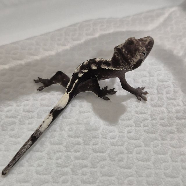 아잔틱