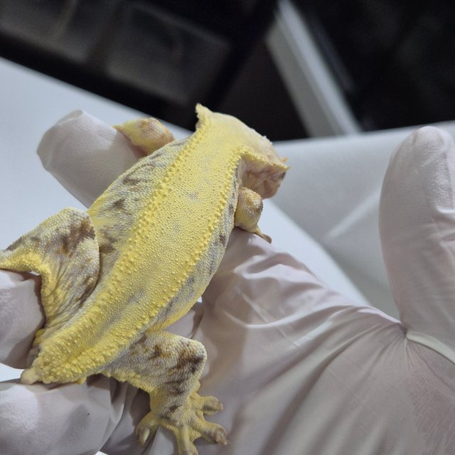 릴리화이트 솔리드백