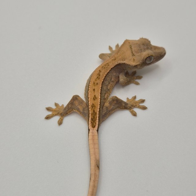 100%헷아잔틱 쿼드 풀핀