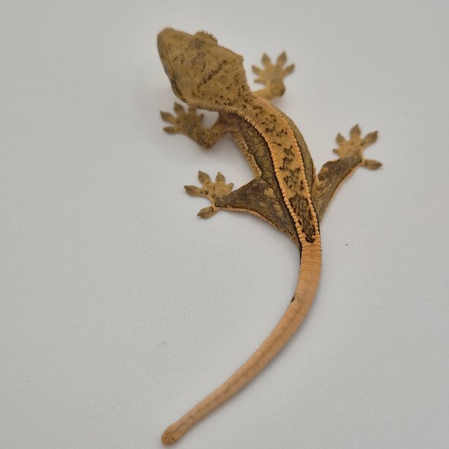 100%헷아잔틱 쿼드 풀핀