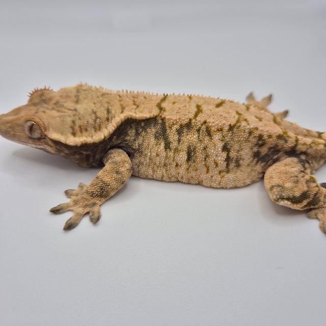 노멀 트라이 익스트림할리퀸