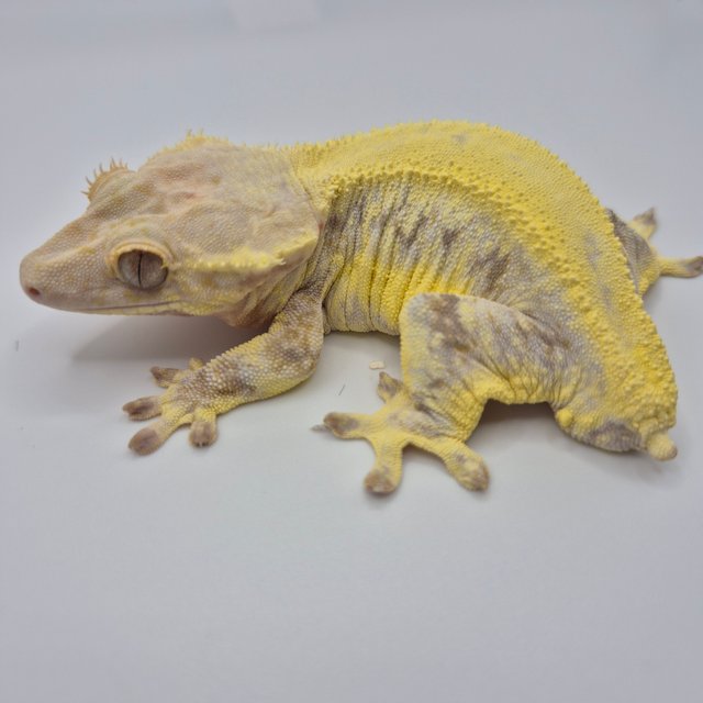 릴리화이트 솔리드백 풀핀