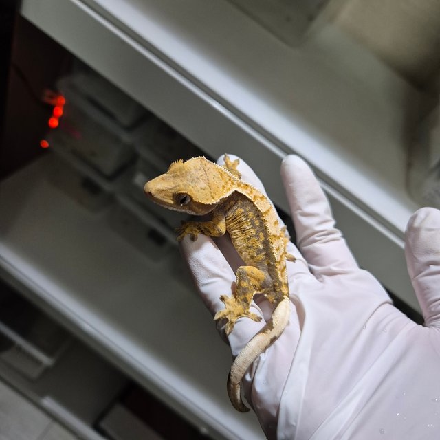 100%헷아잔틱 화이트스팟