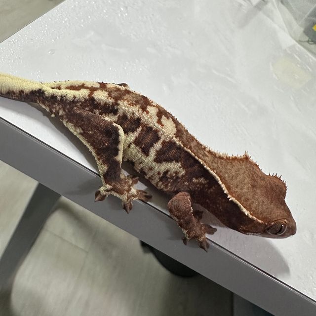 프라푸치노