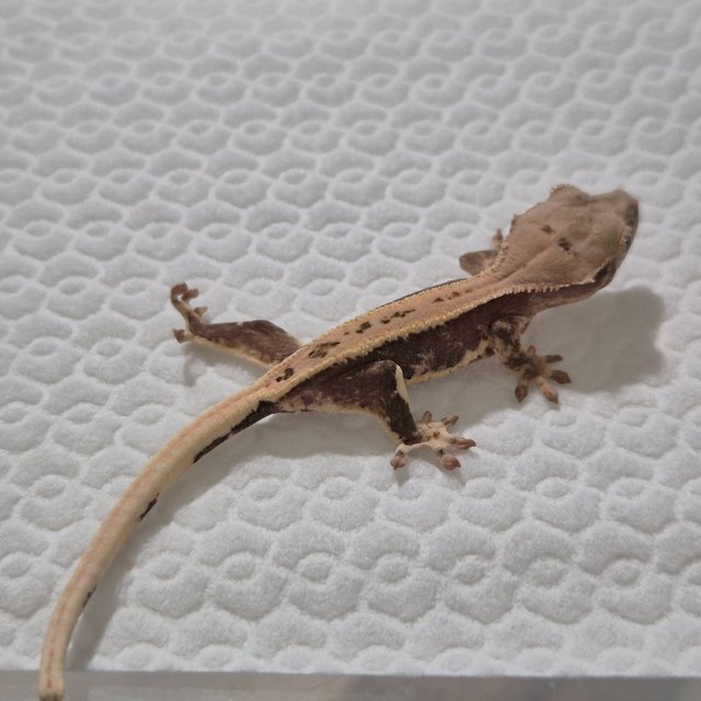 릴리100%헷아잔틱 100%헷아잔틱