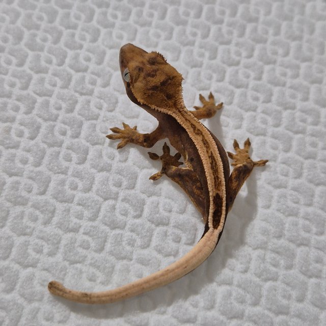 100%헷아잔틱 슈퍼스트라이프