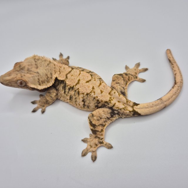 노멀 트라이 익스트림할리퀸