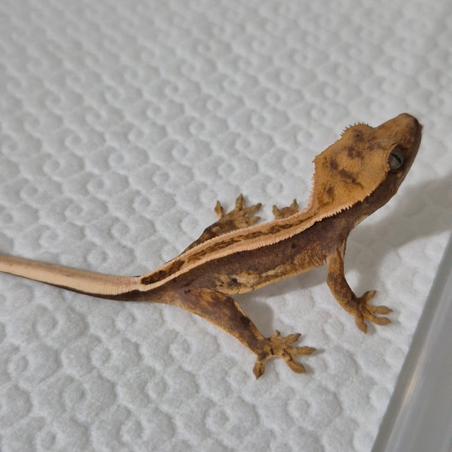 100%헷아잔틱 슈퍼스트라이프