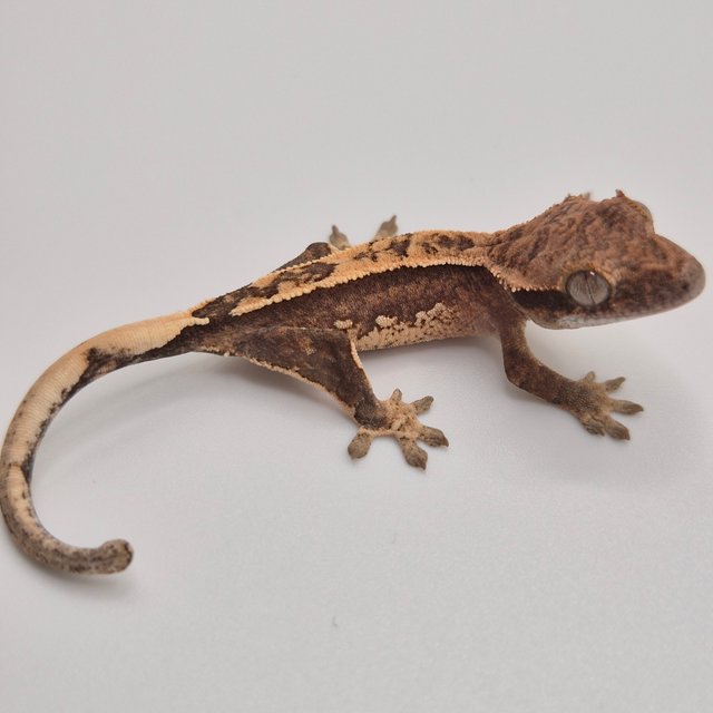 100%헷아잔틱 쿼드 화이트스팟