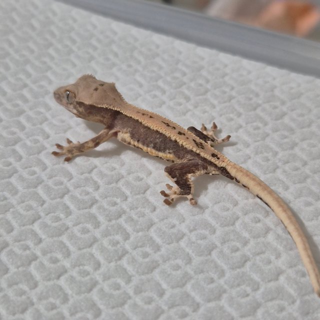 릴리100%헷아잔틱 100%헷아잔틱