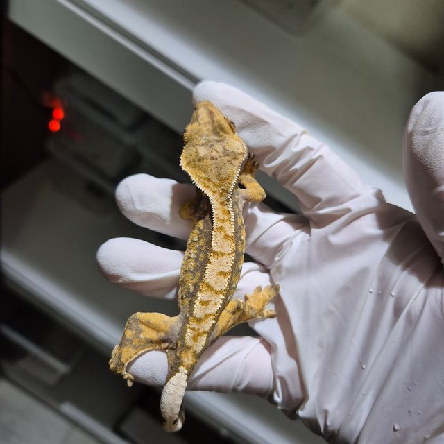 100%헷아잔틱 화이트스팟