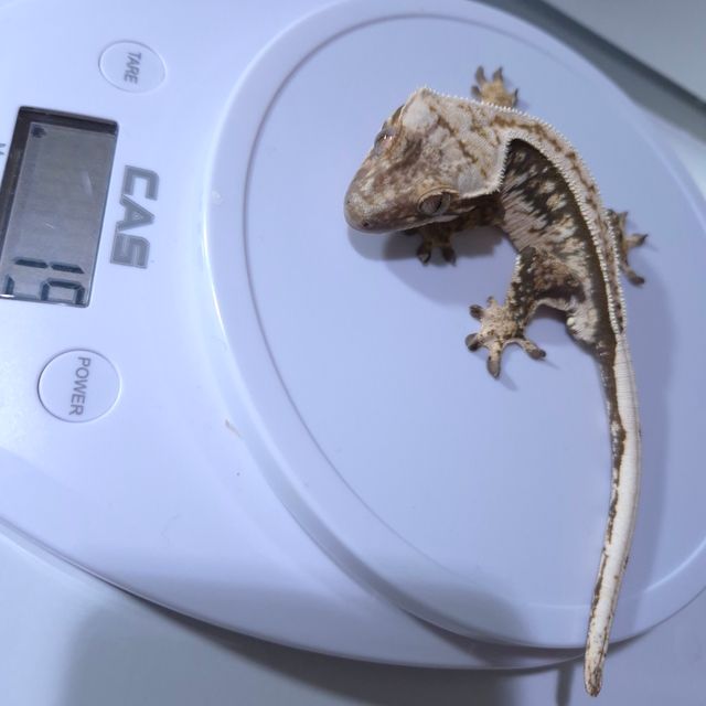 노멀 풀핀 쿼드 핀스트라이프