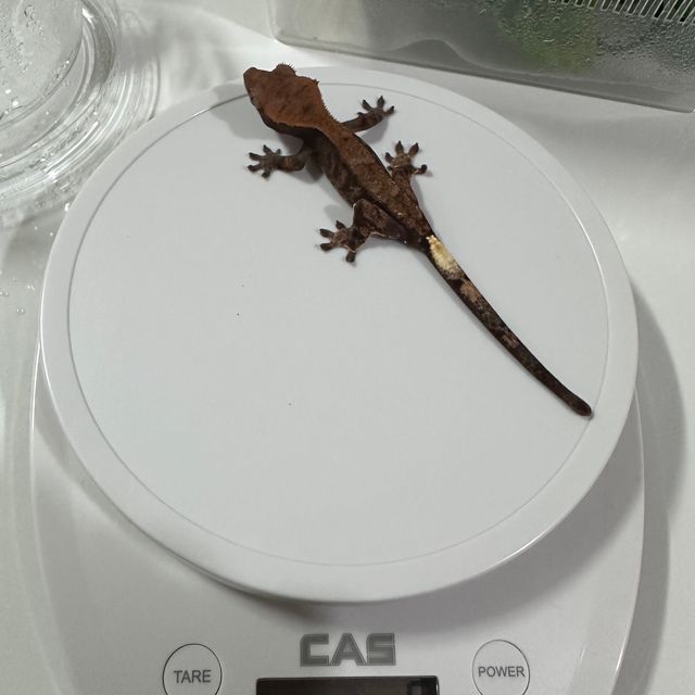 카푸치노