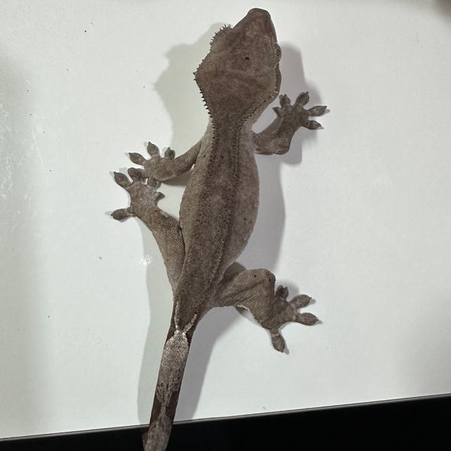 아잔틱