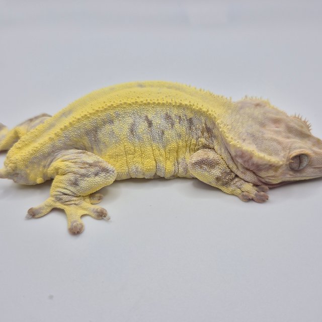 릴리화이트 솔리드백 풀핀