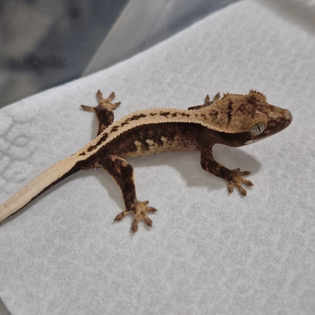 100%헷아잔틱 풀핀 슈퍼스트라이프