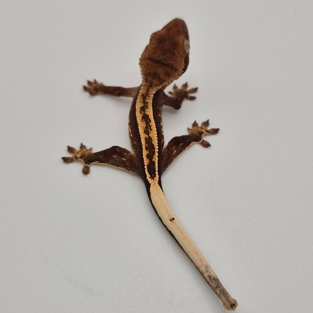 100%헷아잔틱 풀핀 화이트포트홀