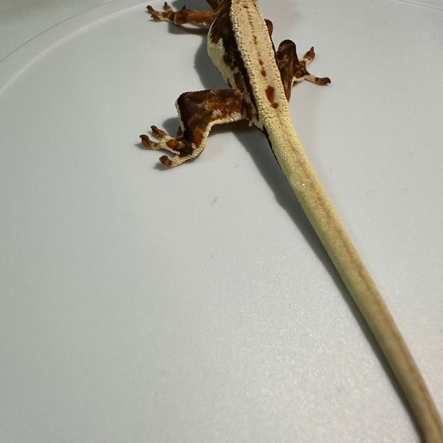 릴리화이트