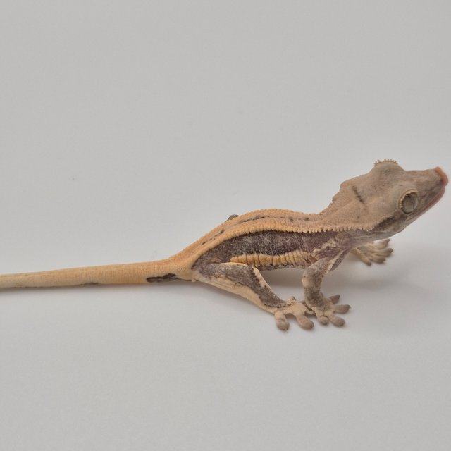 릴리100%헷아잔틱