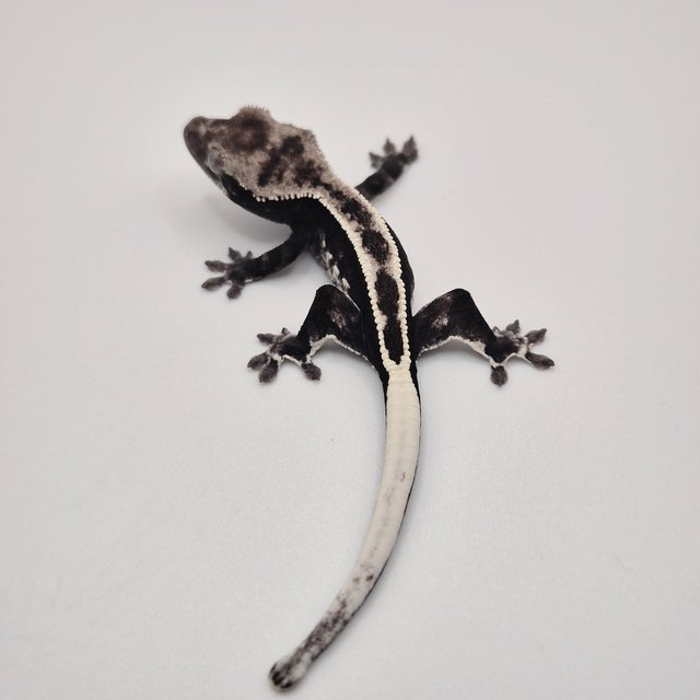 아잔틱 풀핀 화이트포트홀