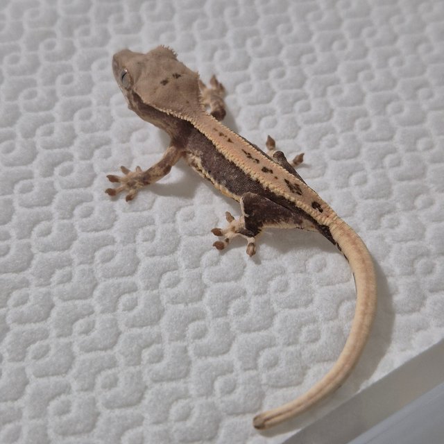 릴리100%헷아잔틱 100%헷아잔틱