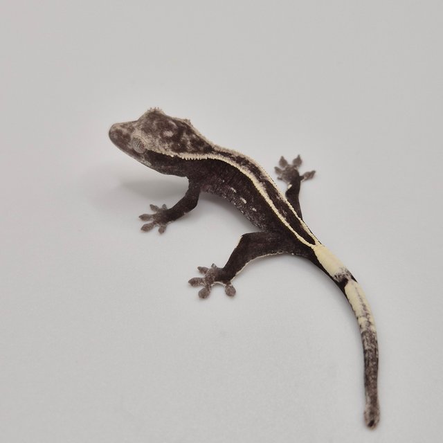 아잔틱 풀핀 화이트포트홀