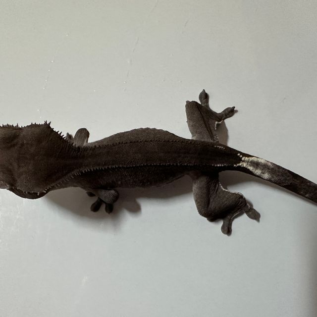 아잔틱