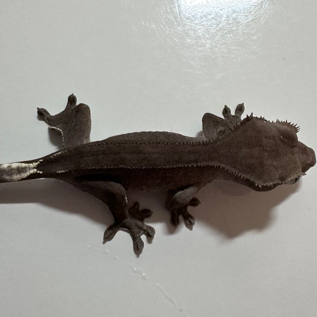 아잔틱