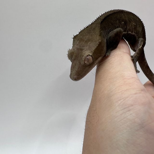 아잔틱 패턴리스 블랙