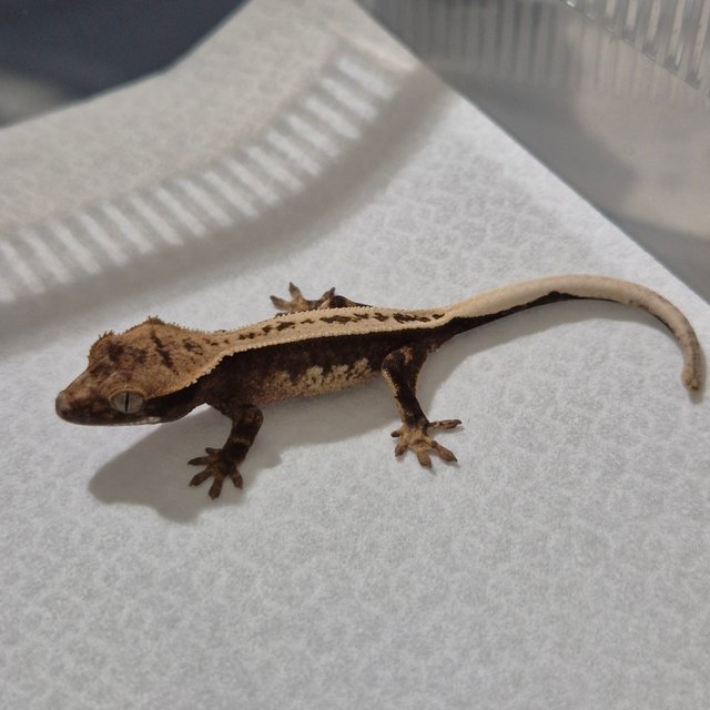 100%헷아잔틱 풀핀 슈퍼스트라이프