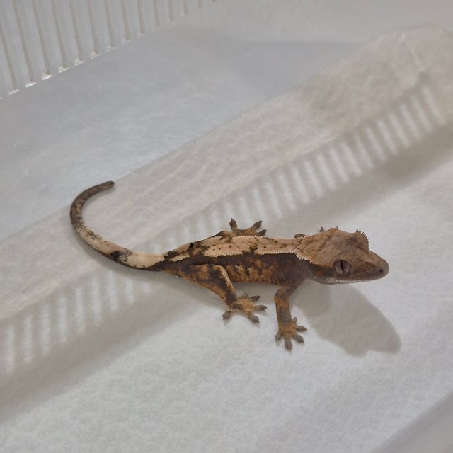 100%헷아잔틱 세이블