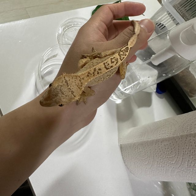 크림
