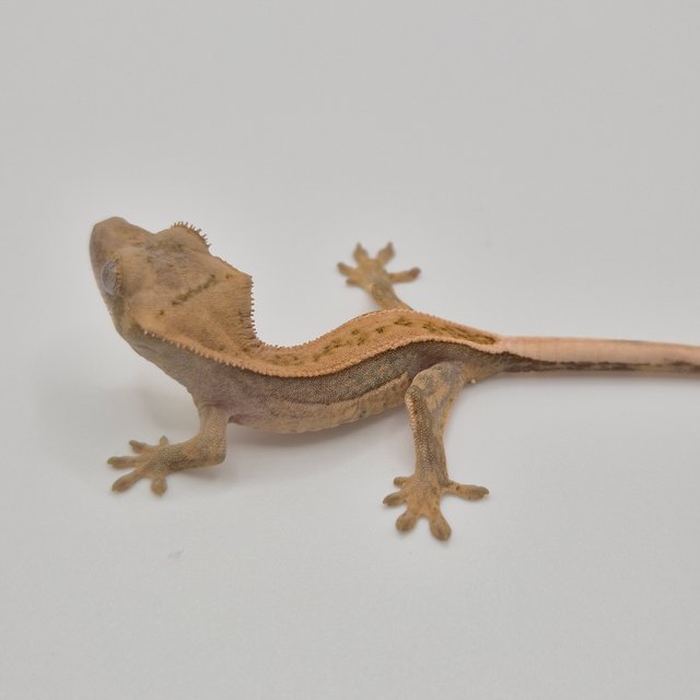 100%헷아잔틱 쿼드 풀핀