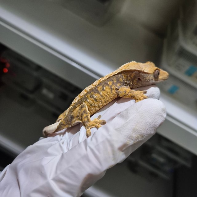 100%헷아잔틱 화이트스팟