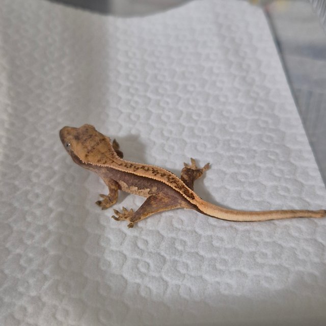 100%헷아잔틱 풀핀 핀스트라이프