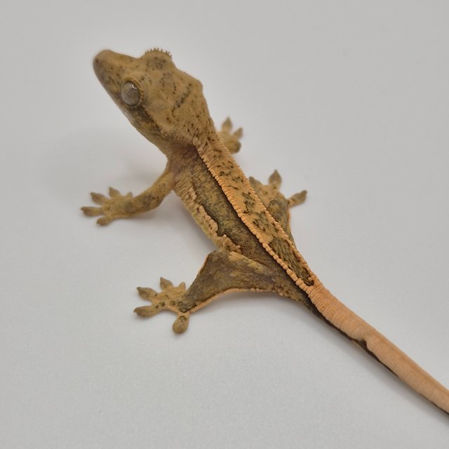 100%헷아잔틱 쿼드 풀핀