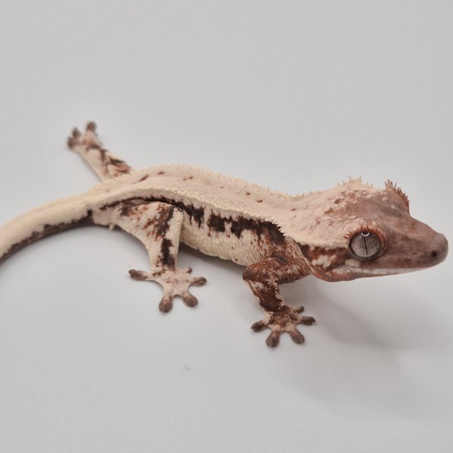 릴리 세이블 100%헷아잔틱