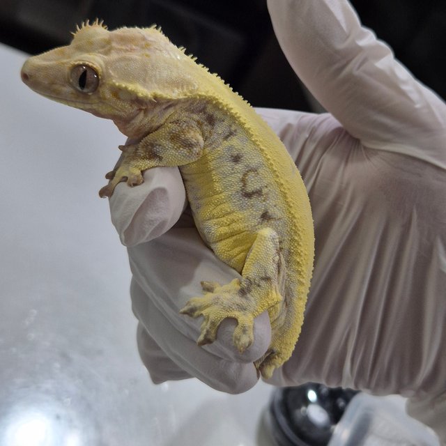 릴리화이트 솔리드백