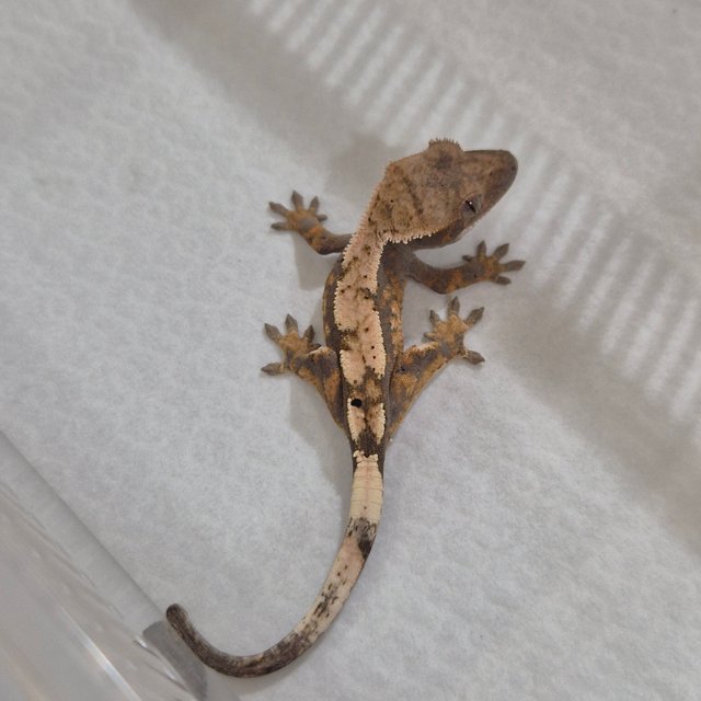 100%헷아잔틱 세이블