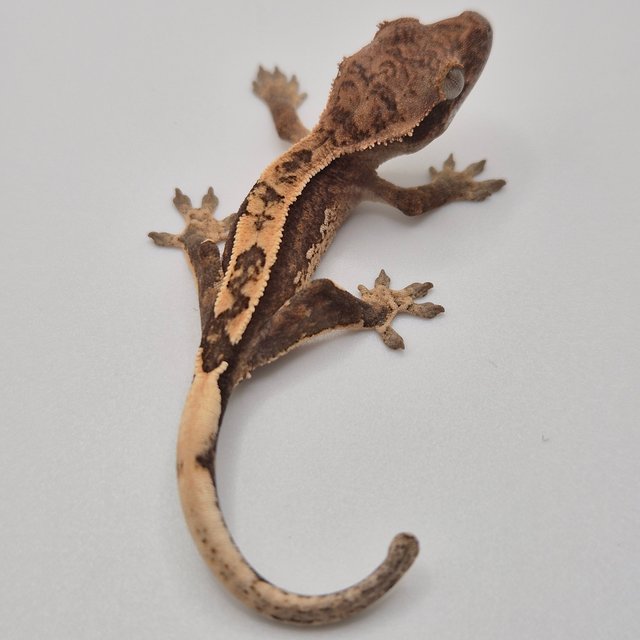 100%헷아잔틱 쿼드 화이트스팟