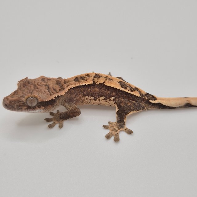 100%헷아잔틱 쿼드 화이트스팟