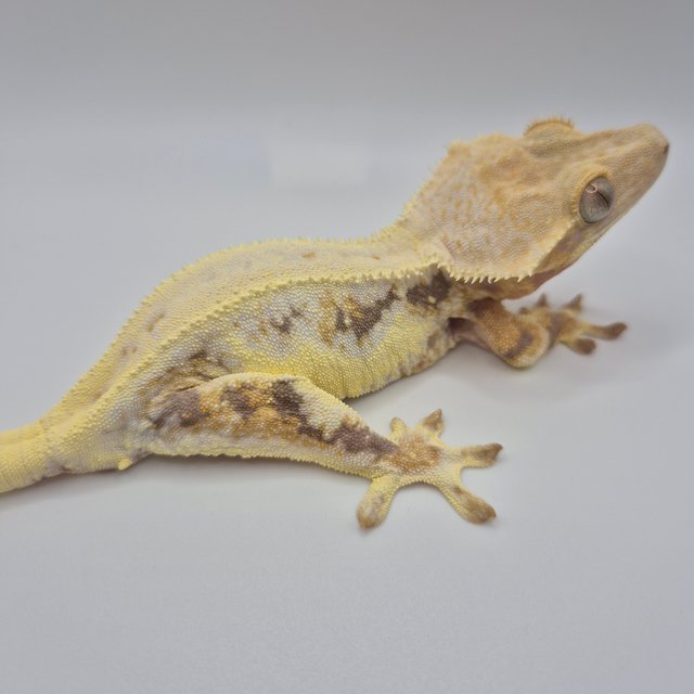 릴리화이트 솔리드백 풀핀