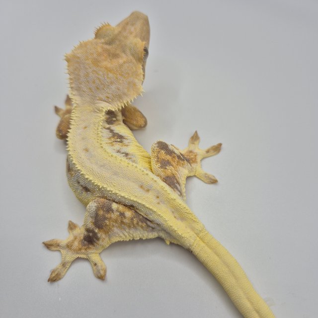 릴리화이트 솔리드백 풀핀