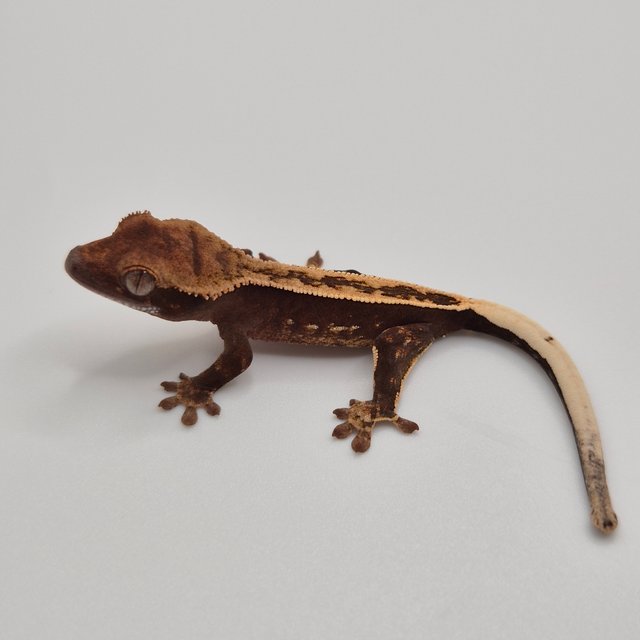 100%헷아잔틱 풀핀 화이트포트홀