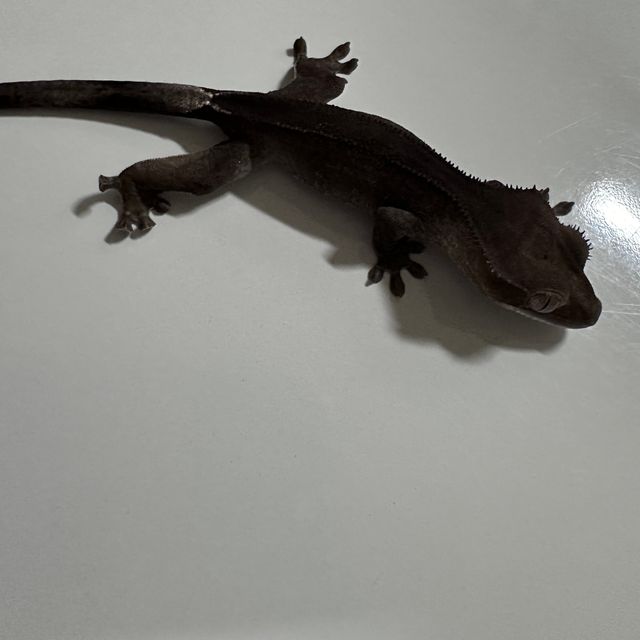 아잔틱