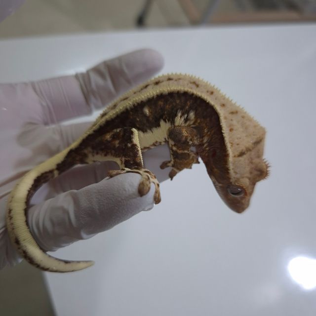 릴리100%헷아잔틱